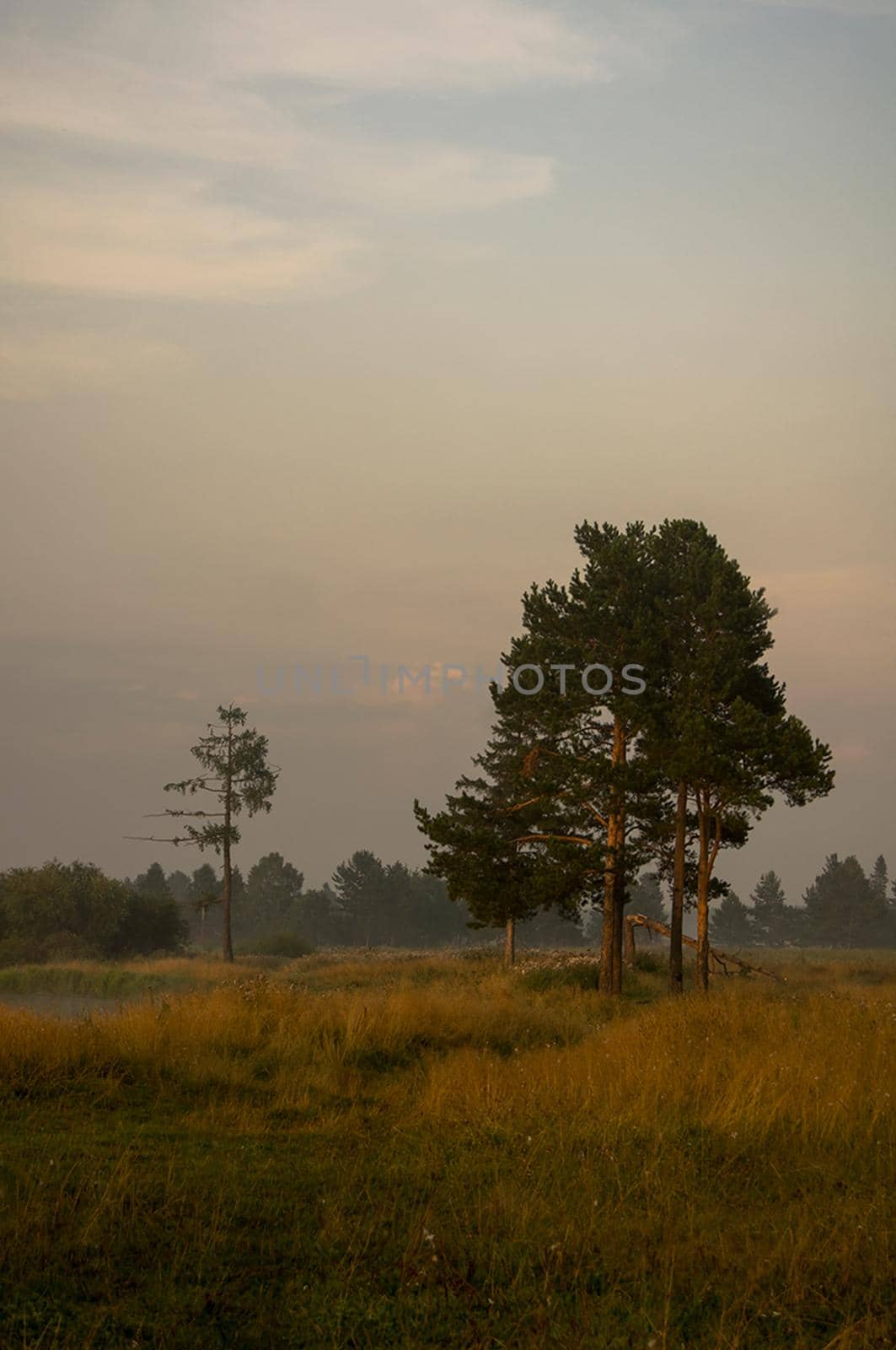 Separately standing pines on the edge of the forest.