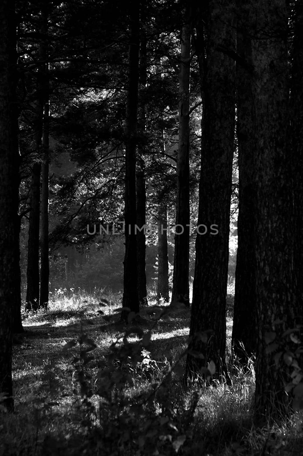 The shadow of the coniferous forest. Sunbeams among dark trees.