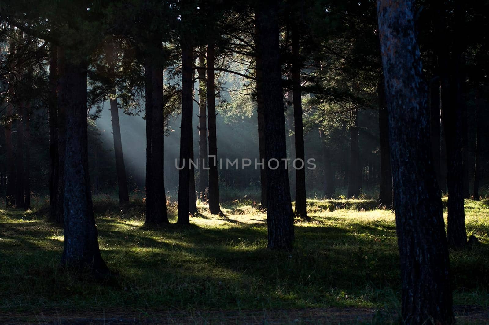 The shadow of the coniferous forest. Sunbeams among dark trees.