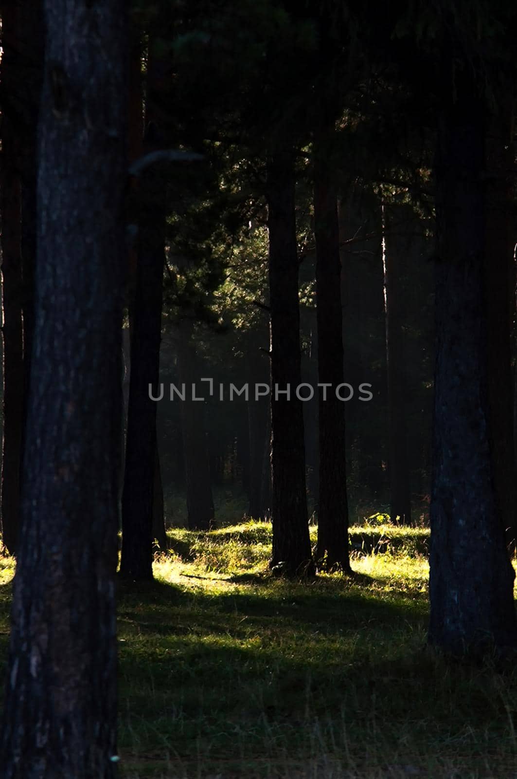 The shadow of the coniferous forest. Sunbeams among dark trees.