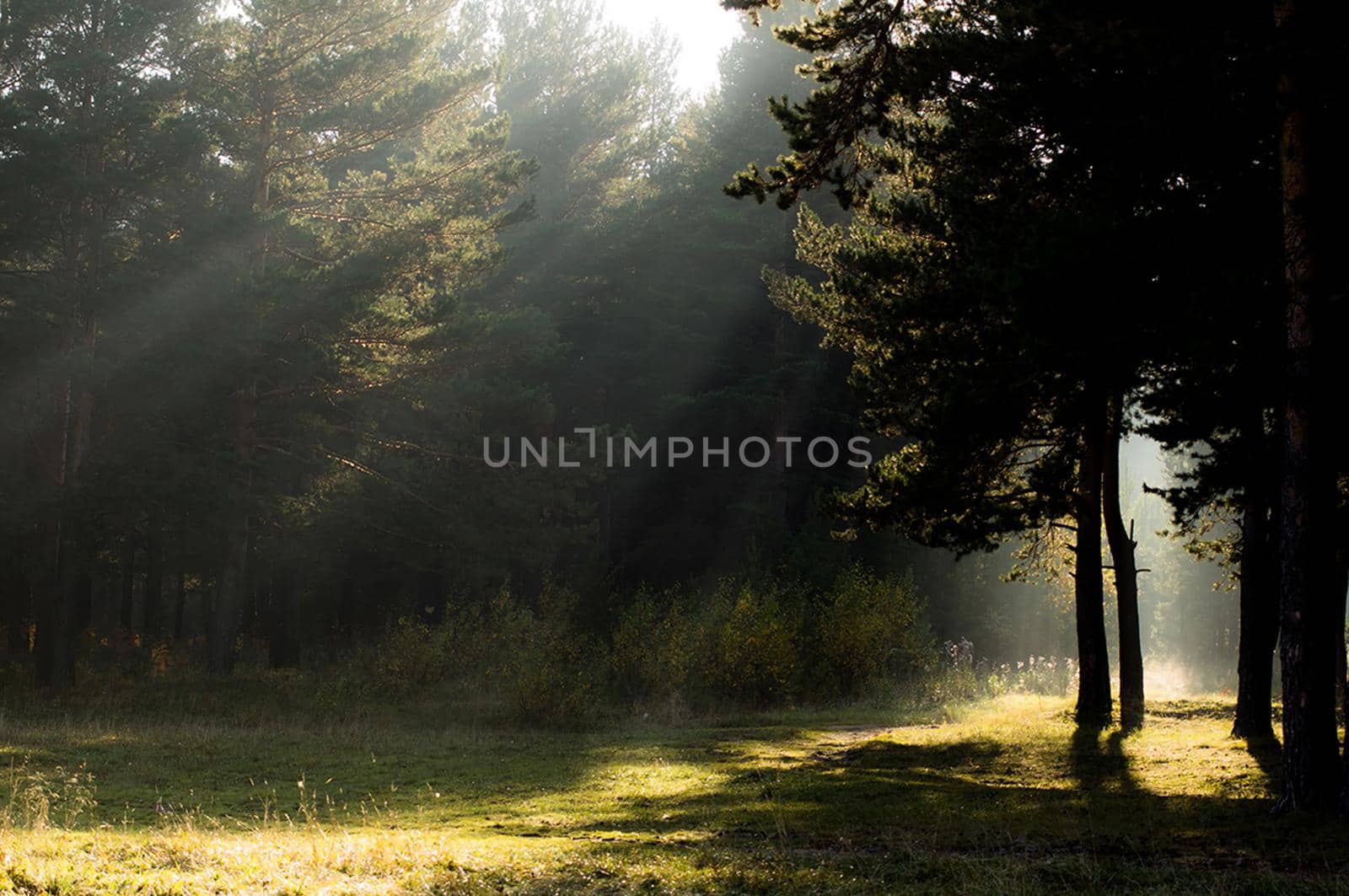 The shadow of the coniferous forest. Sunbeams among dark trees.
