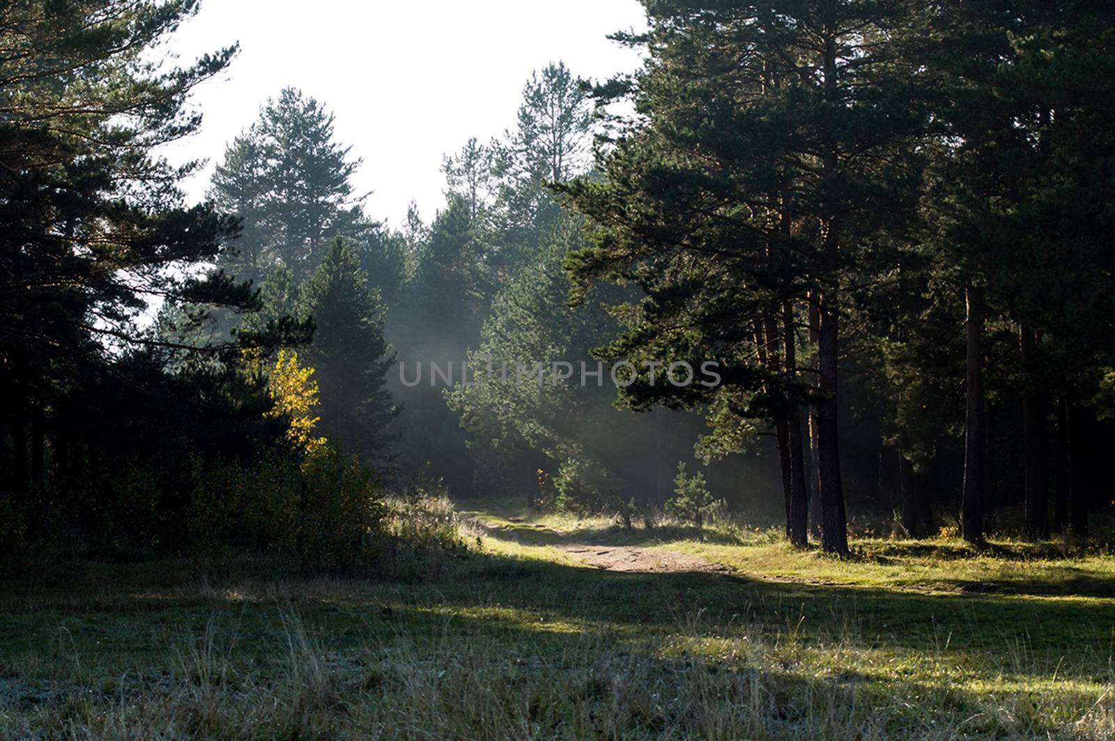 The shadow of the coniferous forest. Sunbeams among dark trees.