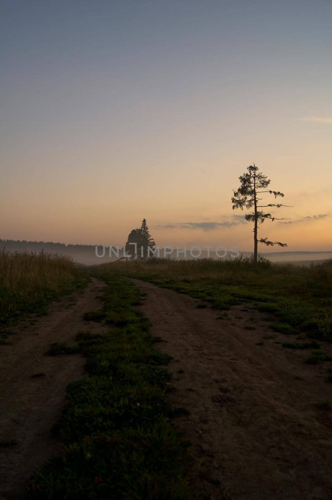 Sunset in background of the road and fields with grass and trees. by DePo