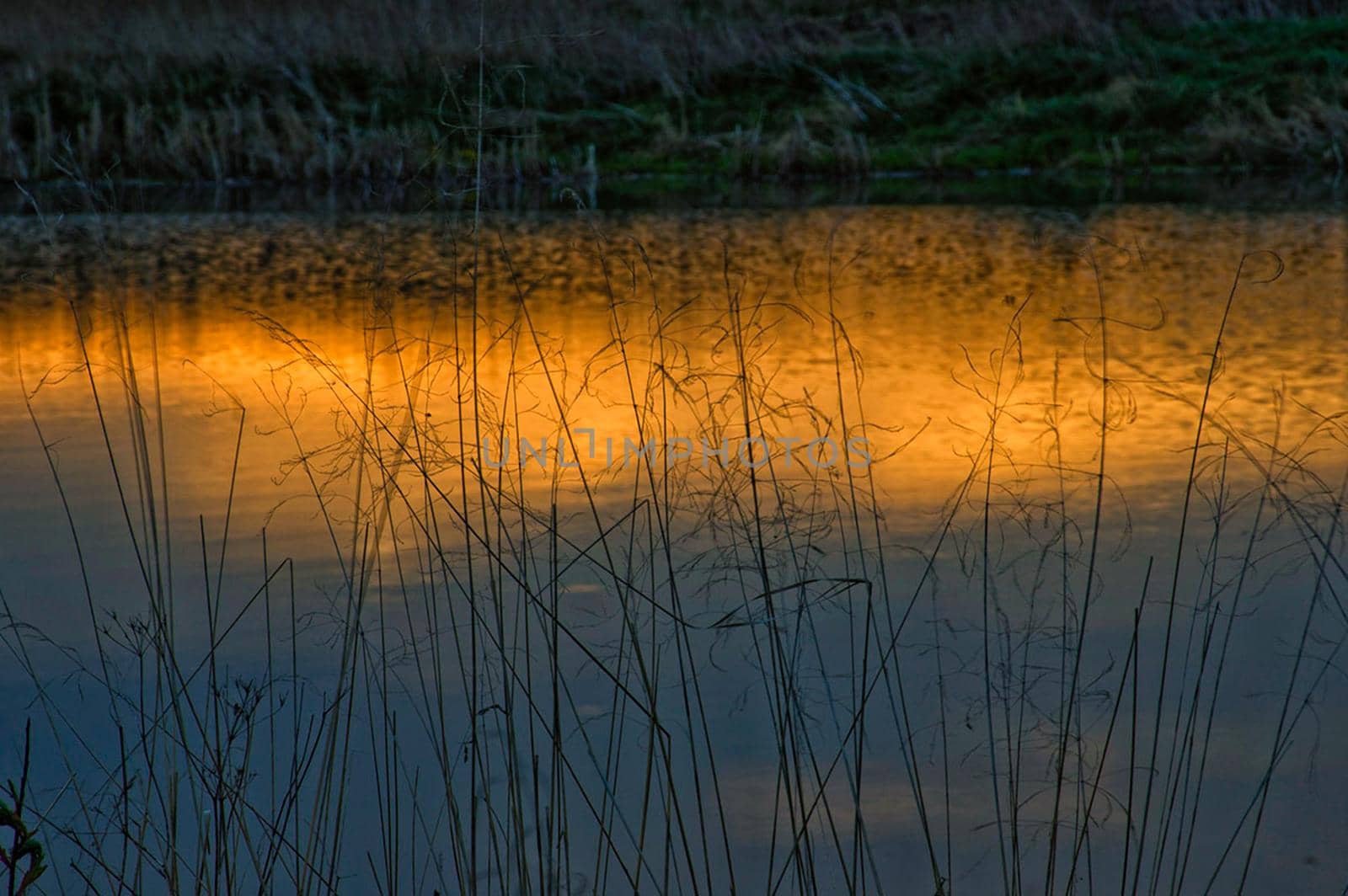 Sunset on the pond. Grass by the shore of the lake.