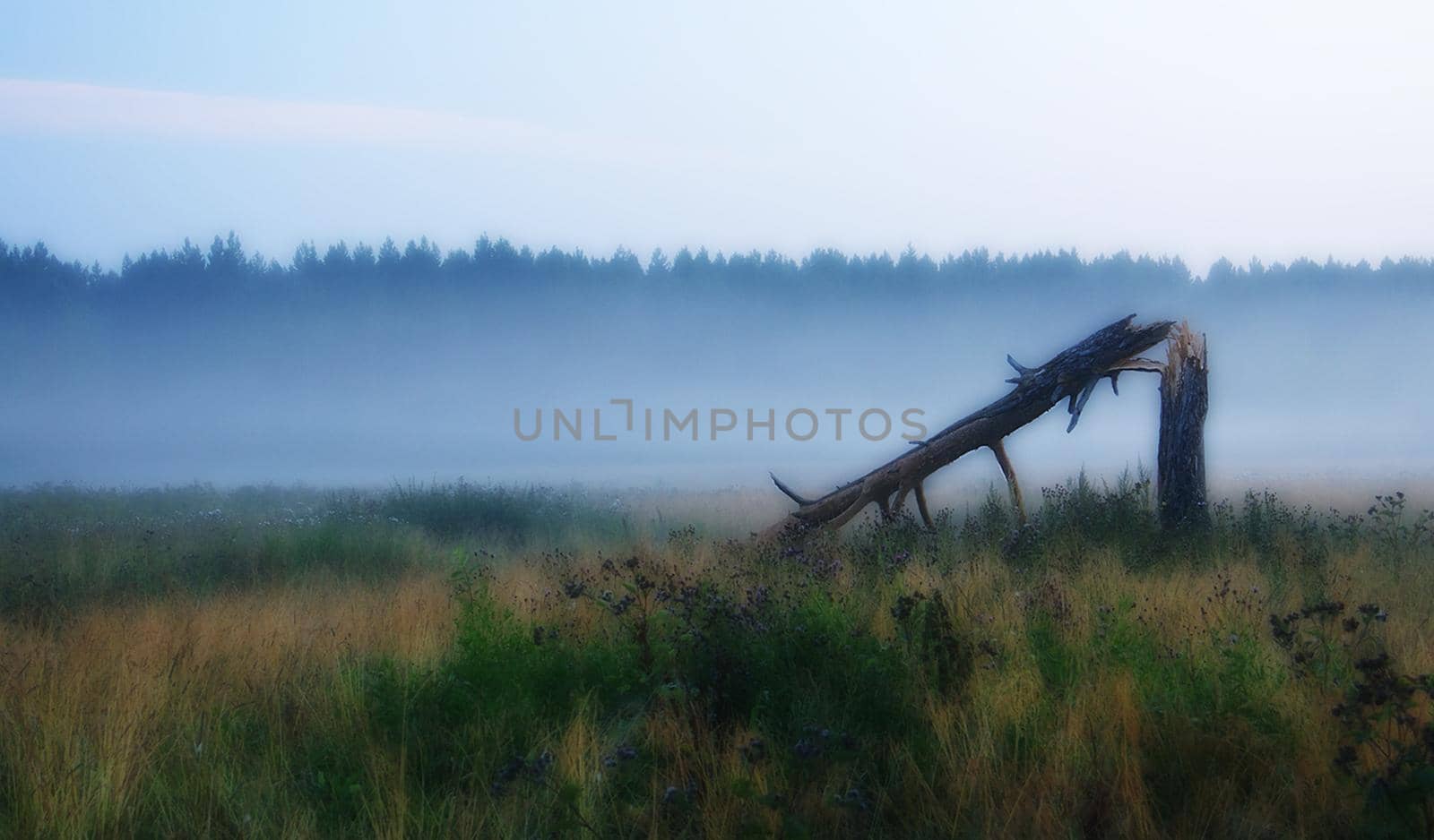 The trunk of a broken tree in a clearing. An old tree.