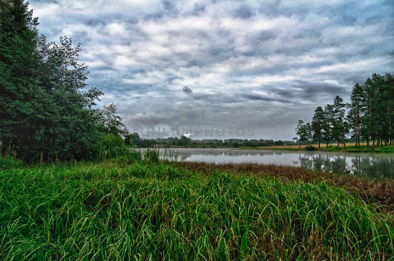 Vegetation near the reservoir. Grass by the shore of the lake.
