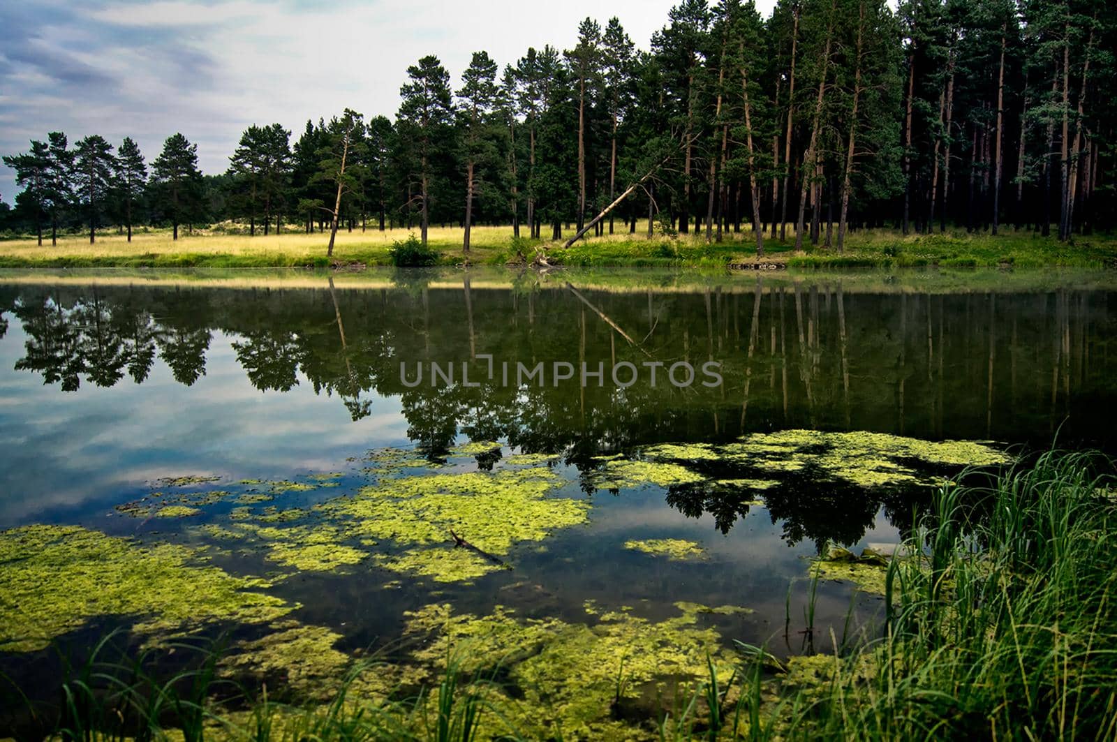 Vegetation near the reservoir. Grass by the shore of the lake.