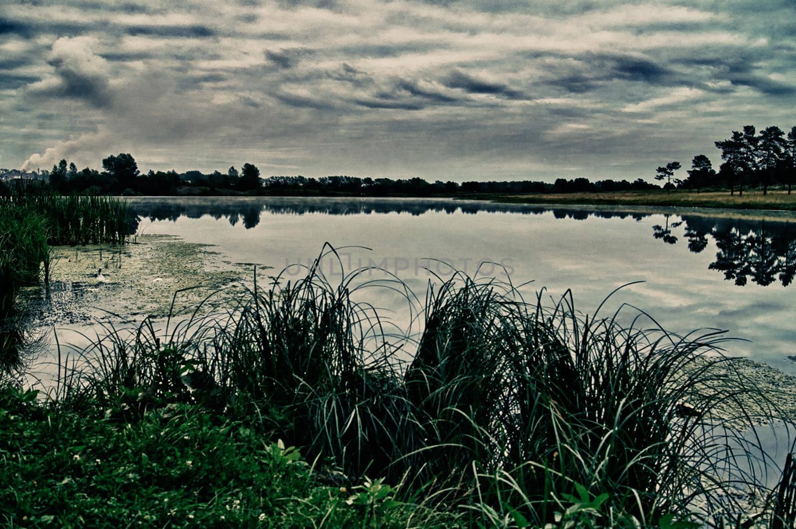 Vegetation near the reservoir. Grass by the shore of the lake.