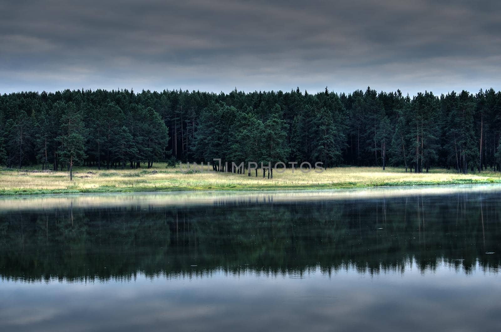 Water near the forest. Reflecting trees in the water.