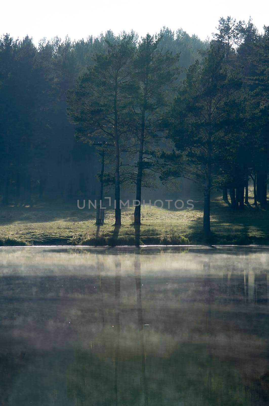 Water near forest. Reflecting trees in the water. by DePo