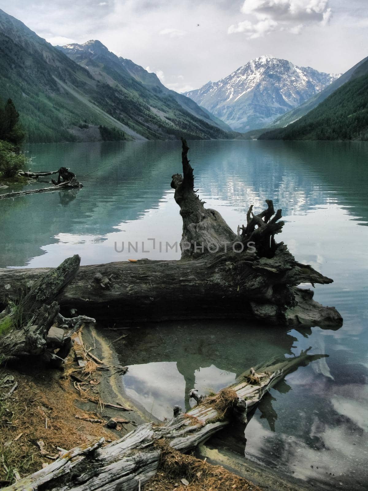 A large old snag lies on the banks of a mountain river.