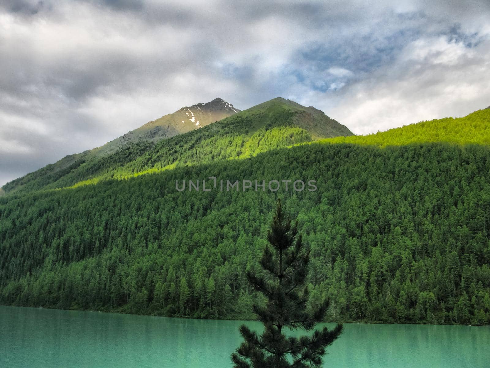 Nature is altai. Mountain landscape, forests and reservoirs of the altai.