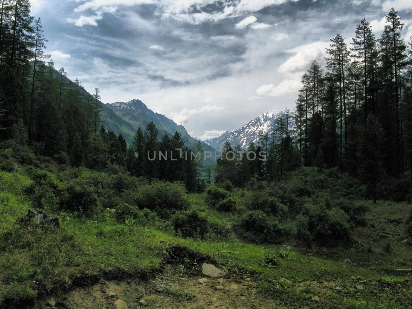Nature is altai. Mountain landscape, forests and reservoirs of the altai.