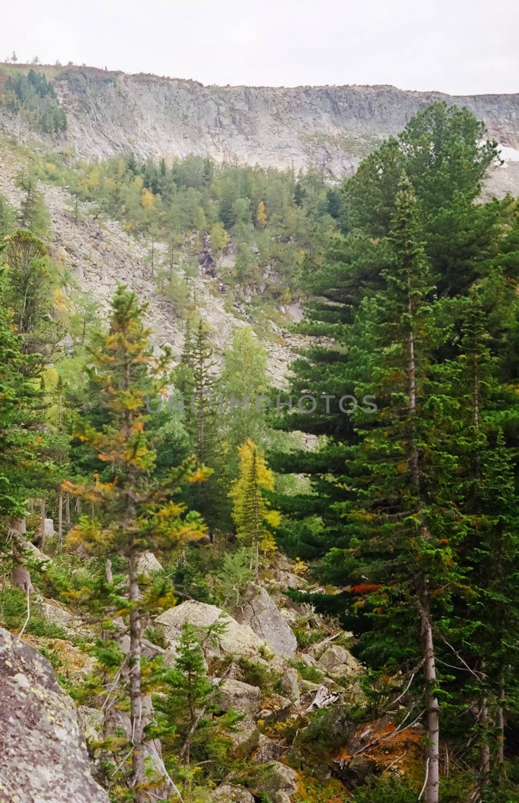 Autumn nature of altai, forests and mountains. by DePo