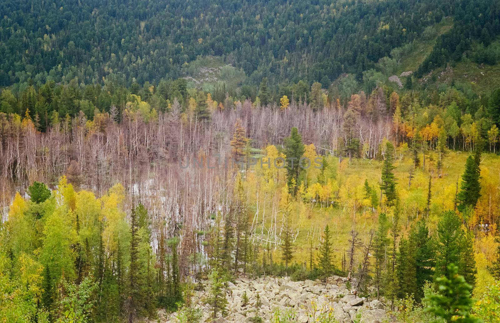 Autumn nature of the altai, forests and mountains.