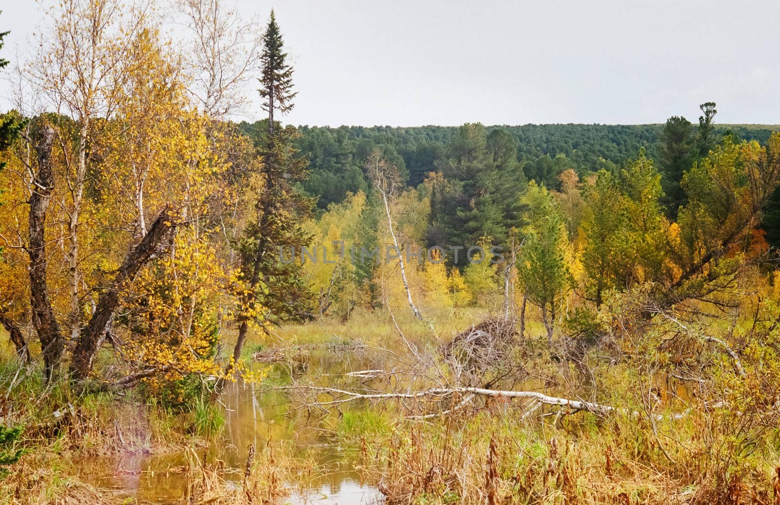 Autumn nature of the altai, forests and mountains.