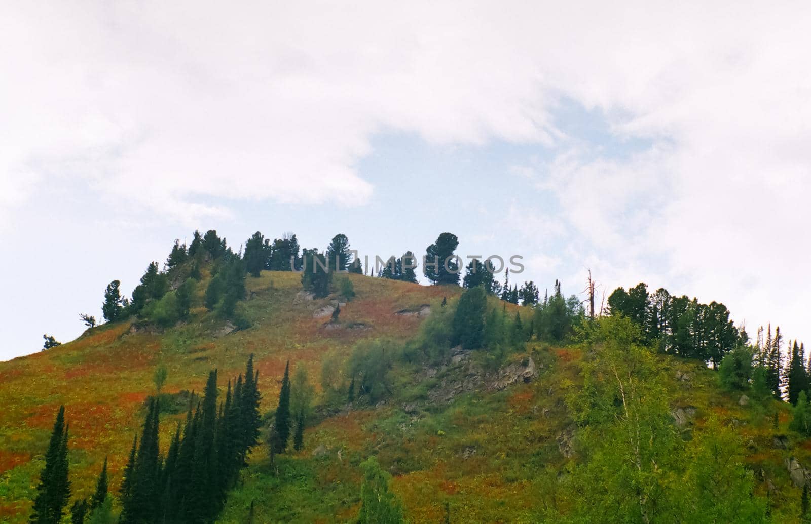 Autumn nature of the altai, forests and mountains.