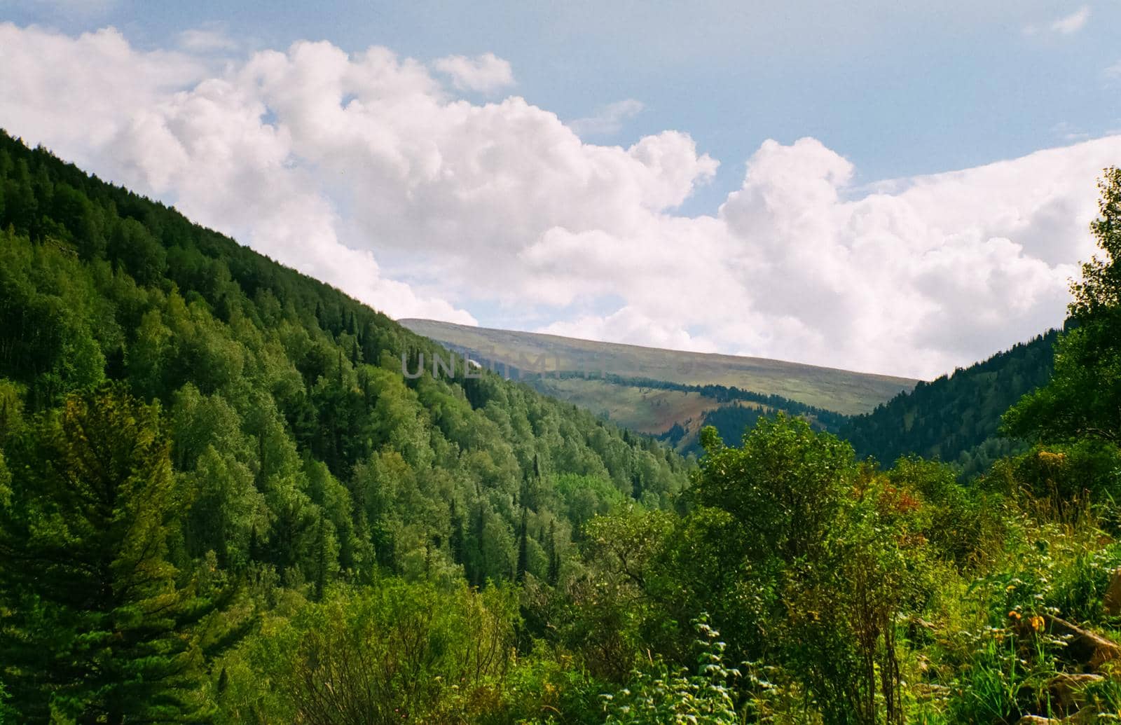 Landscape of the altai forests. Coniferous forests on the Altai.
