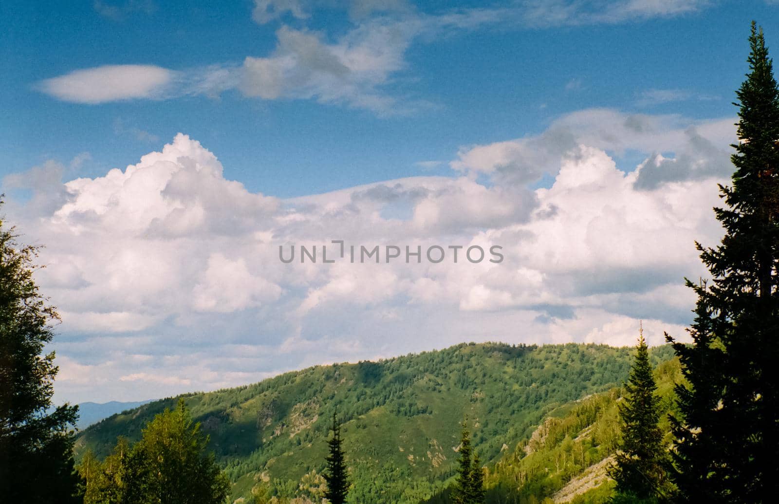 Landscape of the altai forests. Coniferous forests on the Altai.