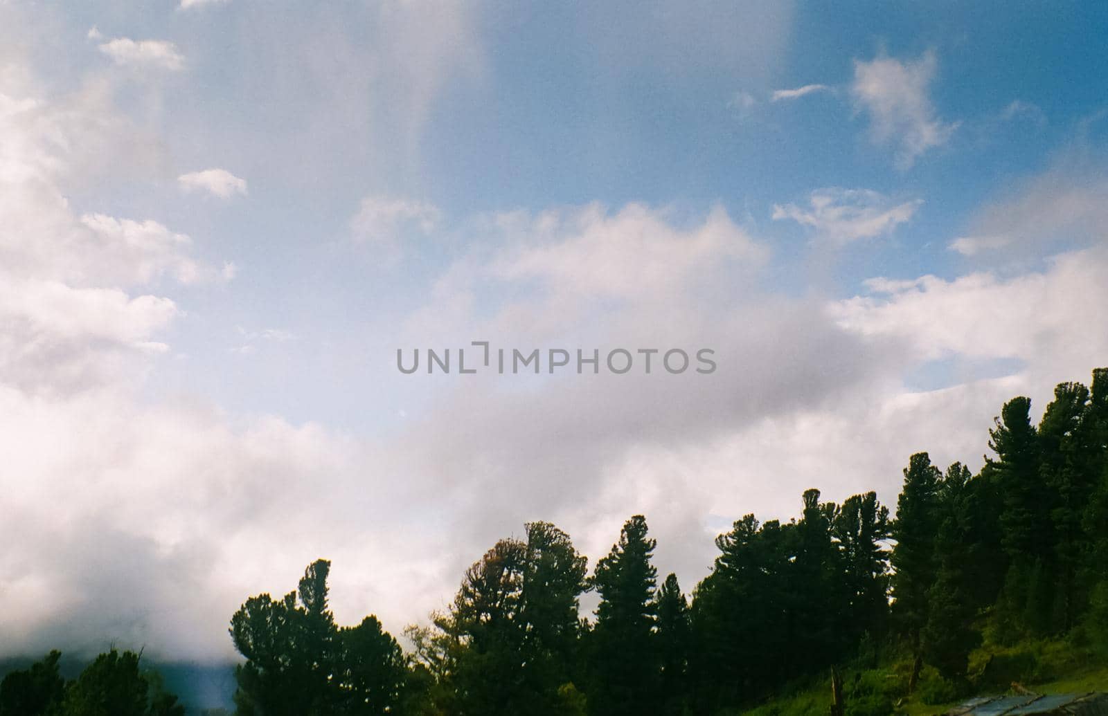 Landscape of the altai forests. Coniferous forests on the Altai.