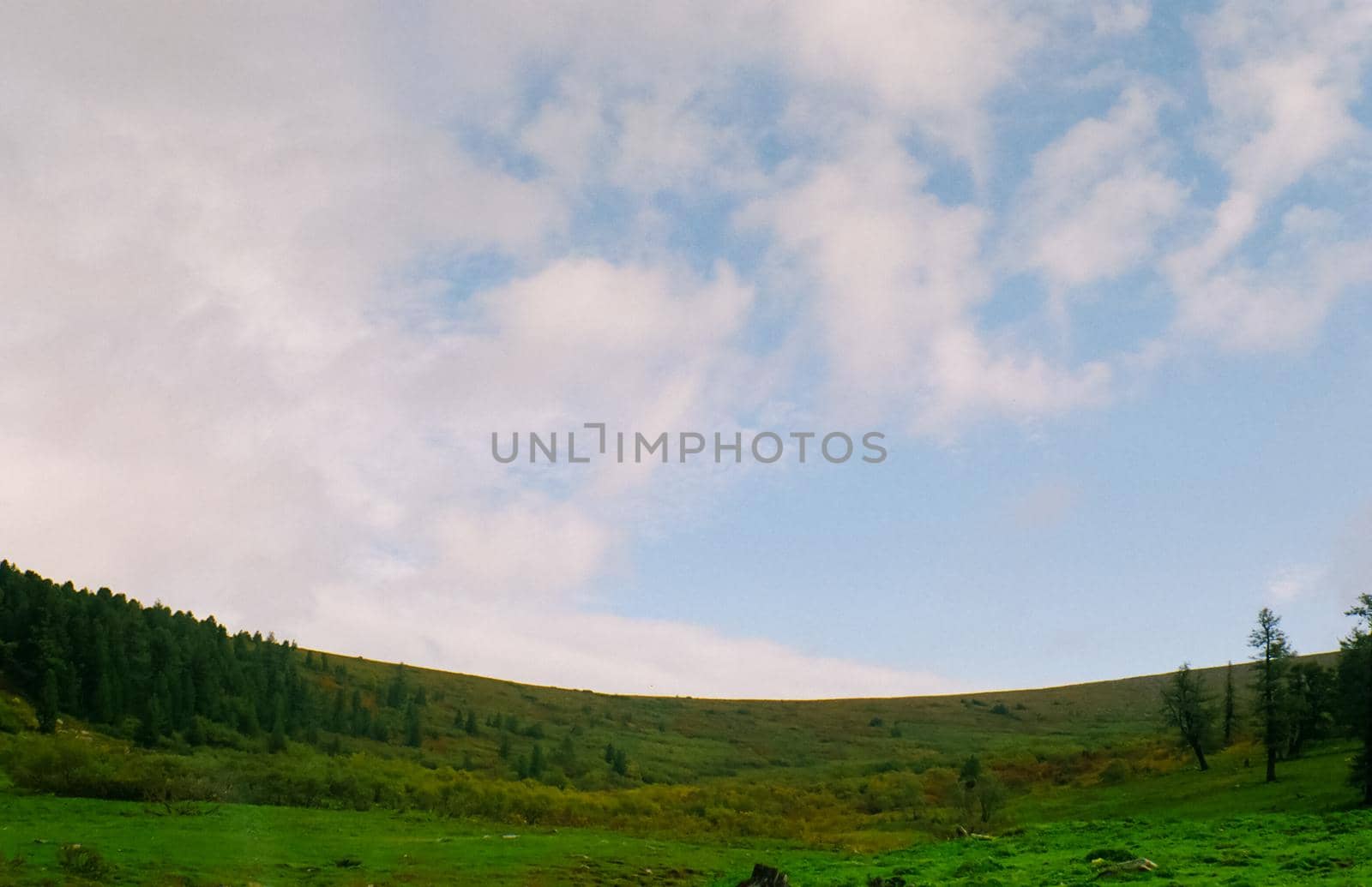 Landscape of the altai forests. Coniferous forests on the Altai.