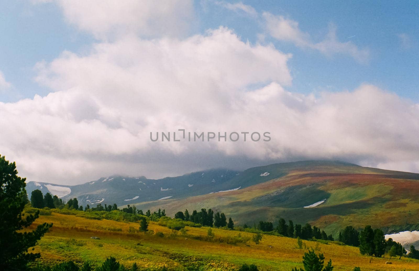 Landscape of the altai forests. Coniferous forests on the Altai.