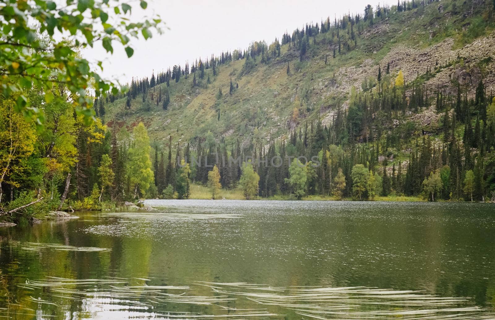 The river is among the mountains and forests of the Altai. Nature of the Altai