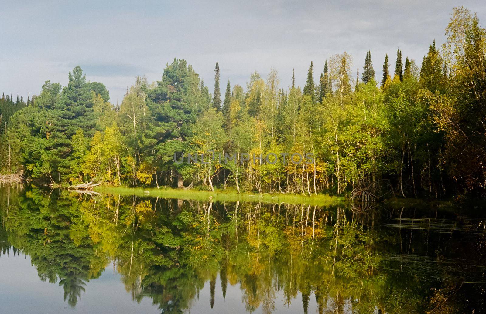 The river is among the mountains and forests of the Altai. Nature of the Altai