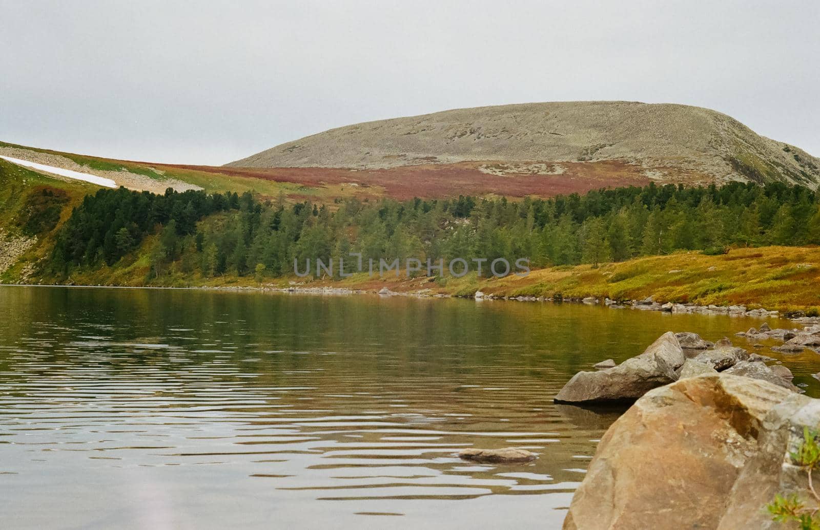 The river is among the mountains and forests of the Altai. Nature of the Altai