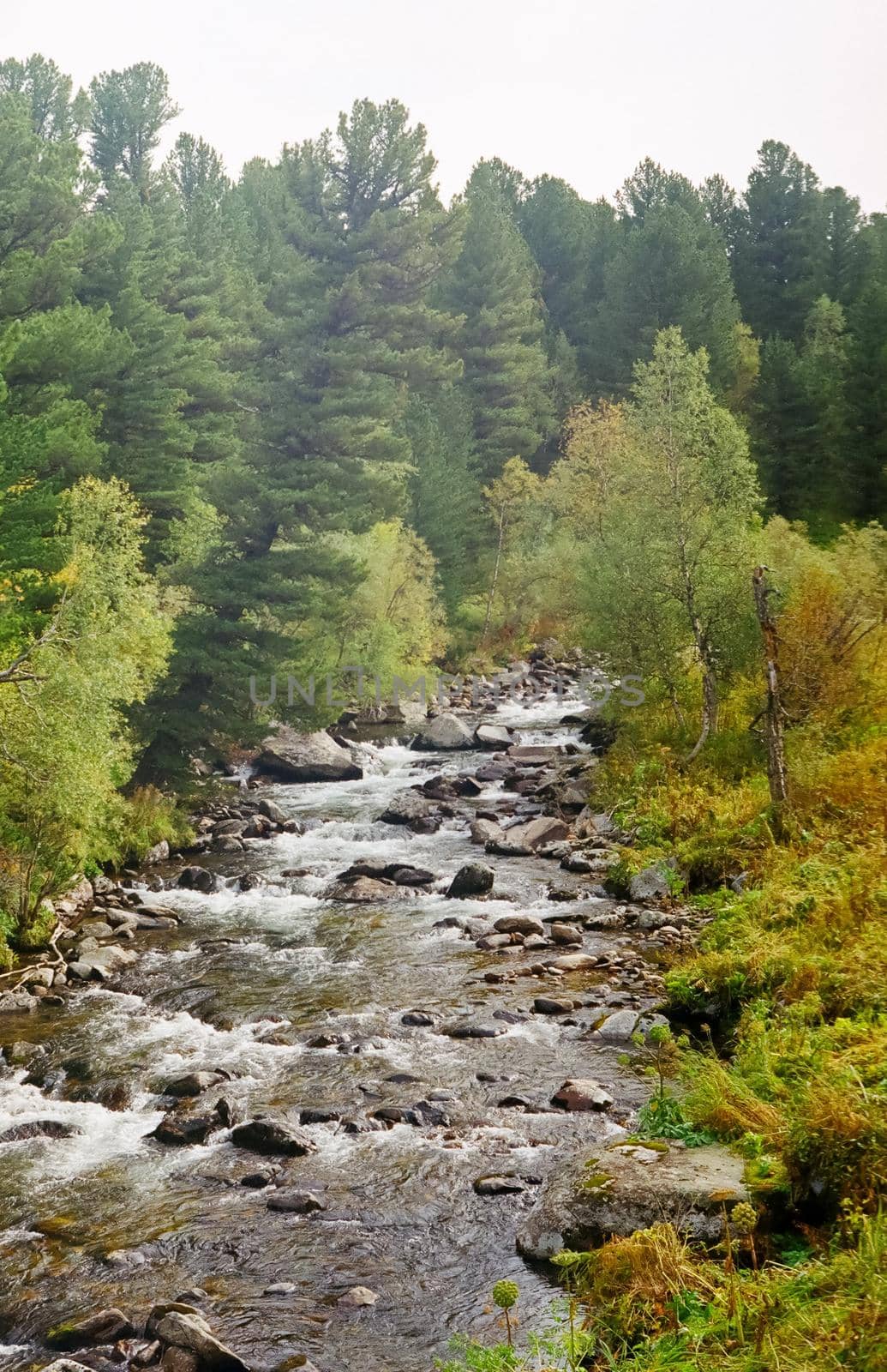 A small mountain river np Altai. Nature is altai.