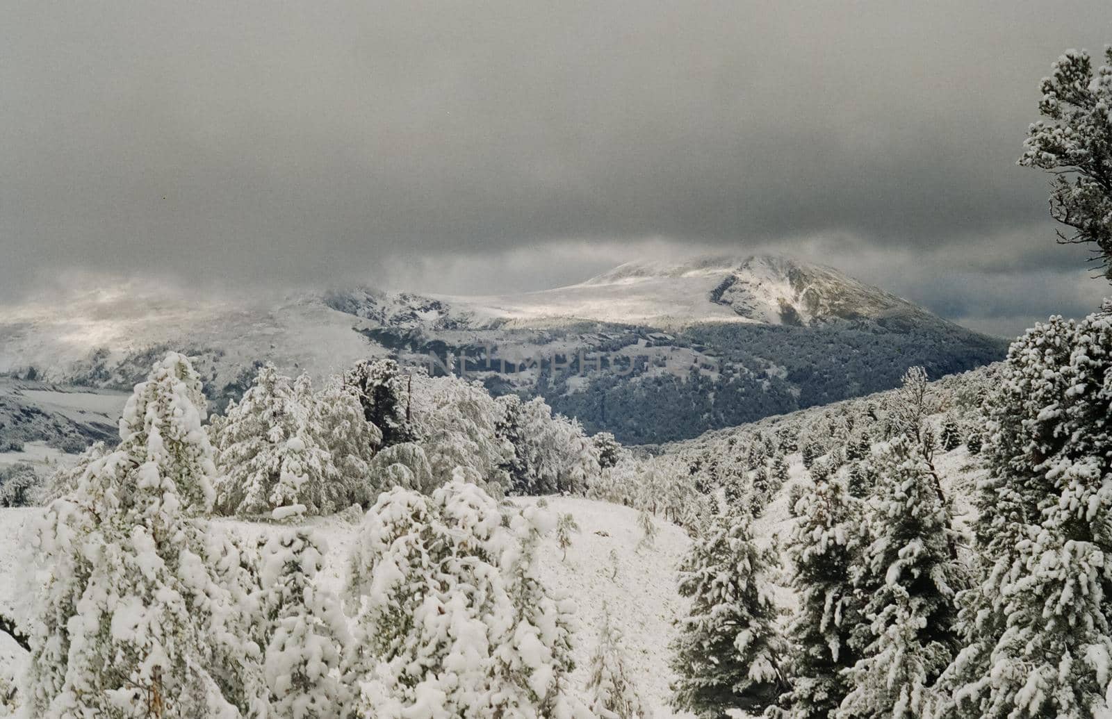 Winter Altai, mountains and forests in the snow. Winter came to the Altai and snow fell.
