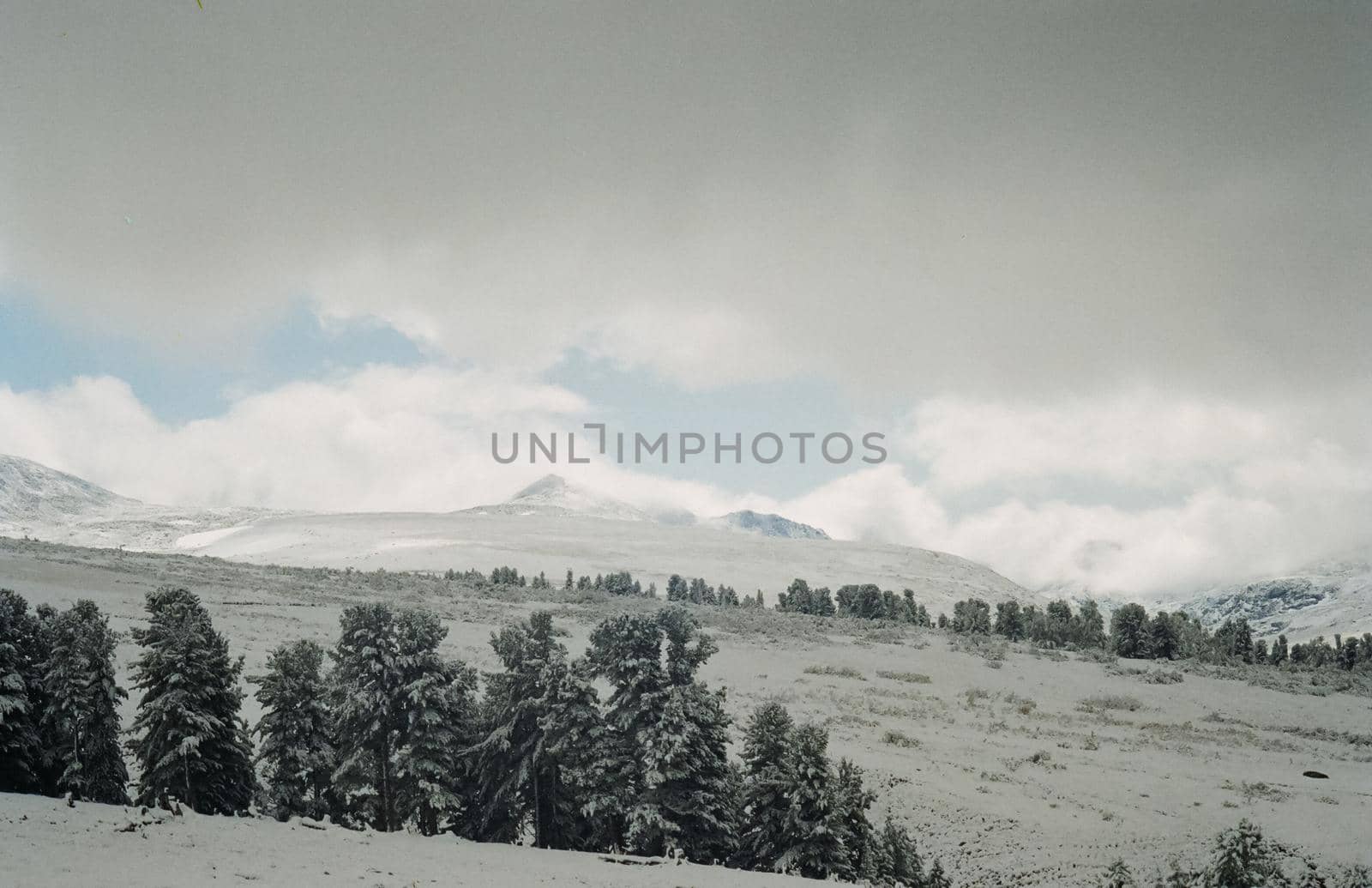 Winter Altai, mountains and forests in the snow. Winter came to the Altai and snow fell.