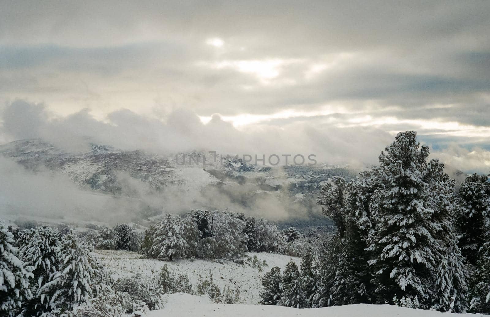 Winter Altai, mountains and forests in the snow. Winter came to the Altai and snow fell.