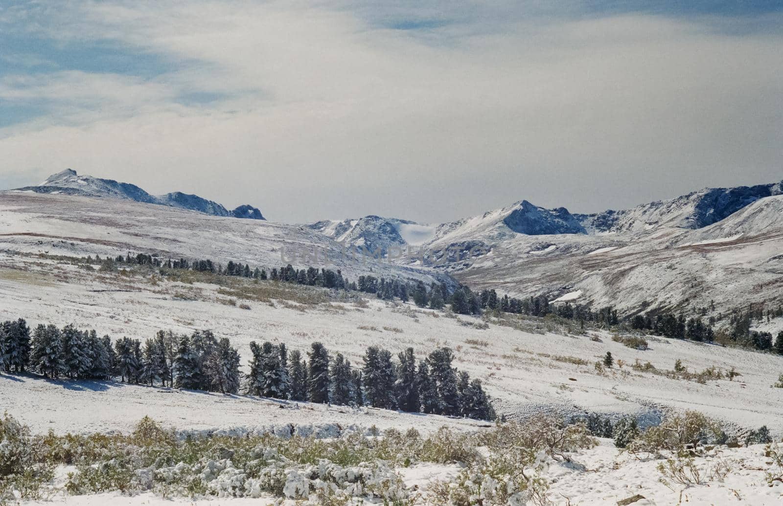Winter Altai, mountains and forests in the snow. Winter came to the Altai and snow fell.