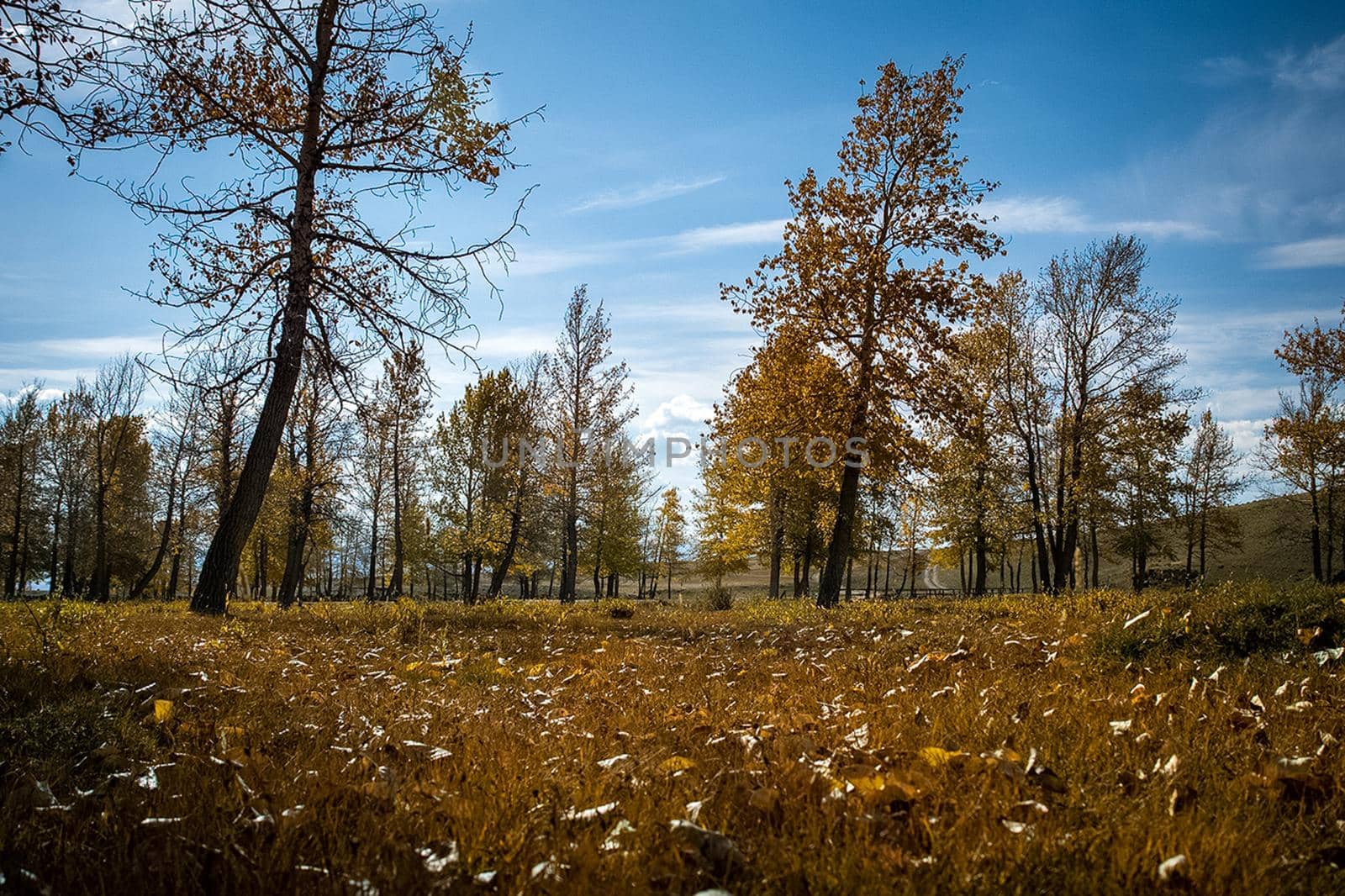 Autumn in the leafy forest. Dry grass and yellow tree leaves.