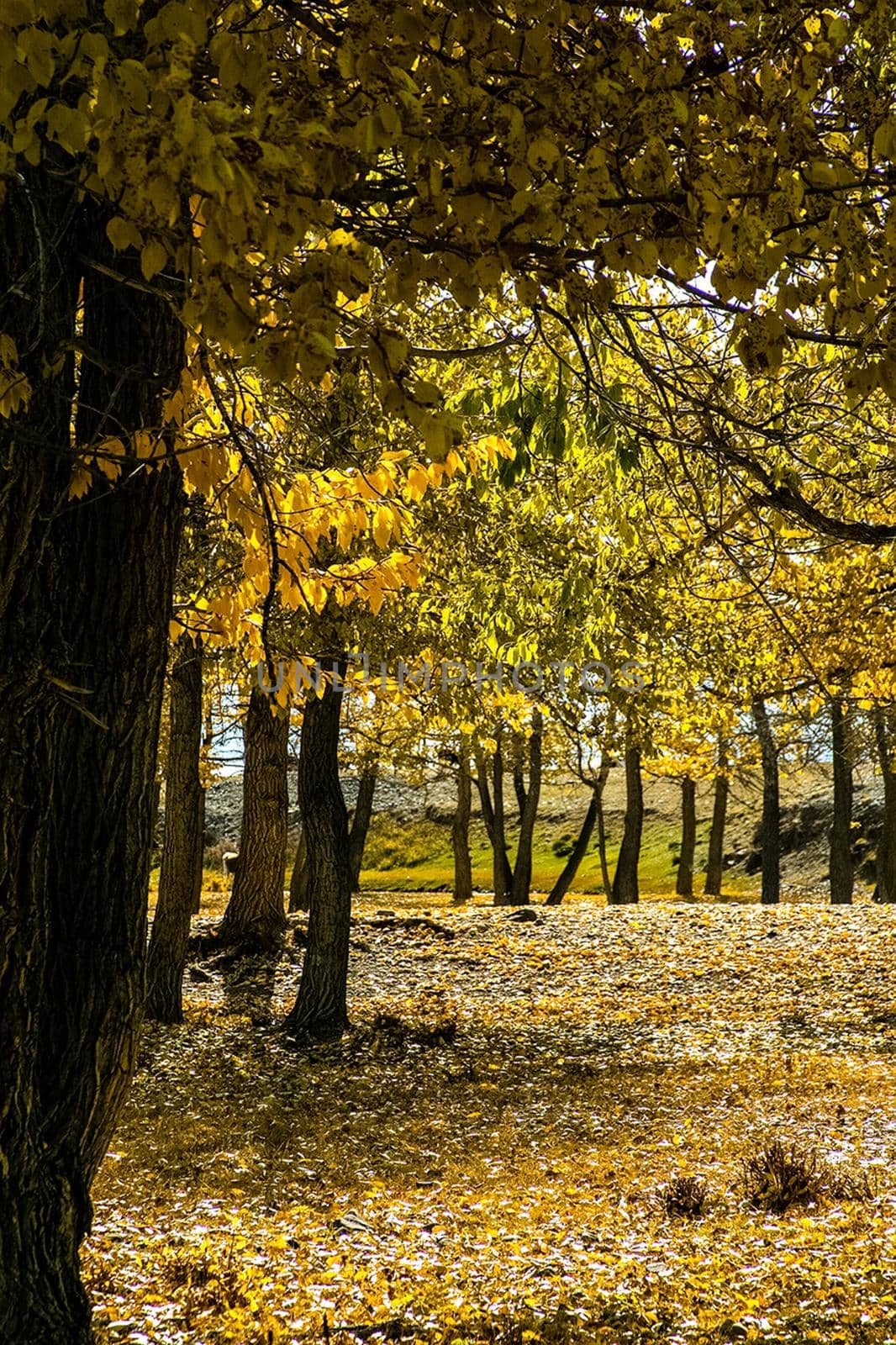 Autumn in the leafy forest. Dry grass and yellow tree leaves.