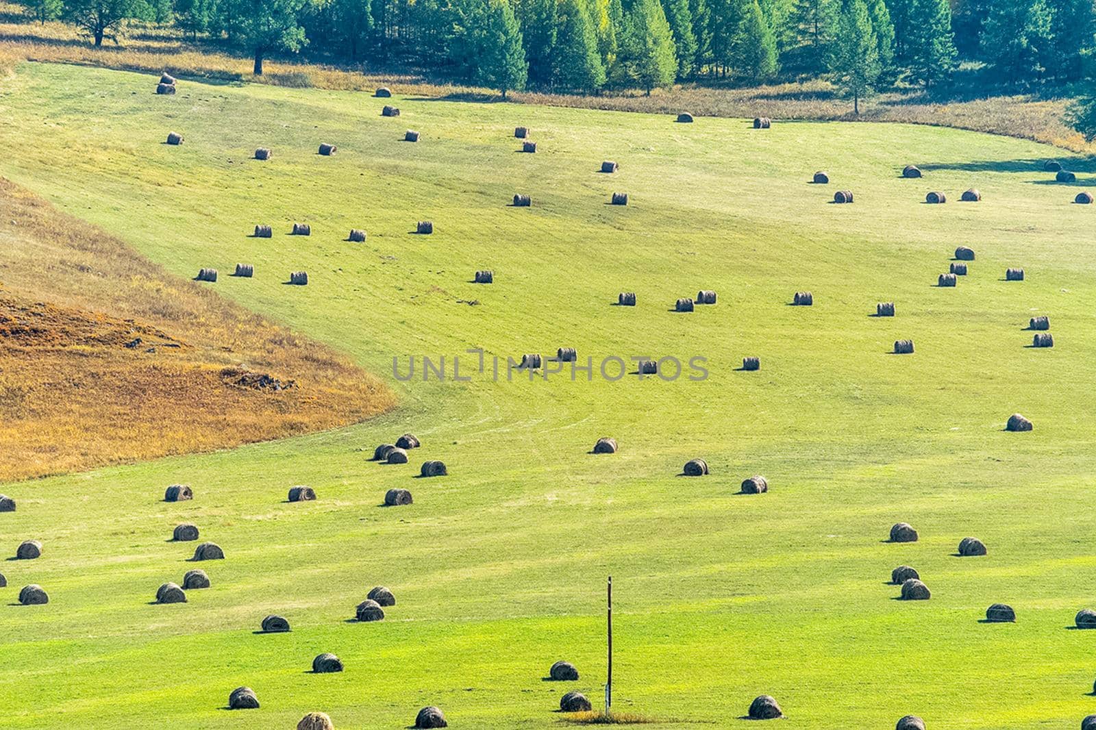Bales of hay in a meadow. Harvesting hay for livestock feed.