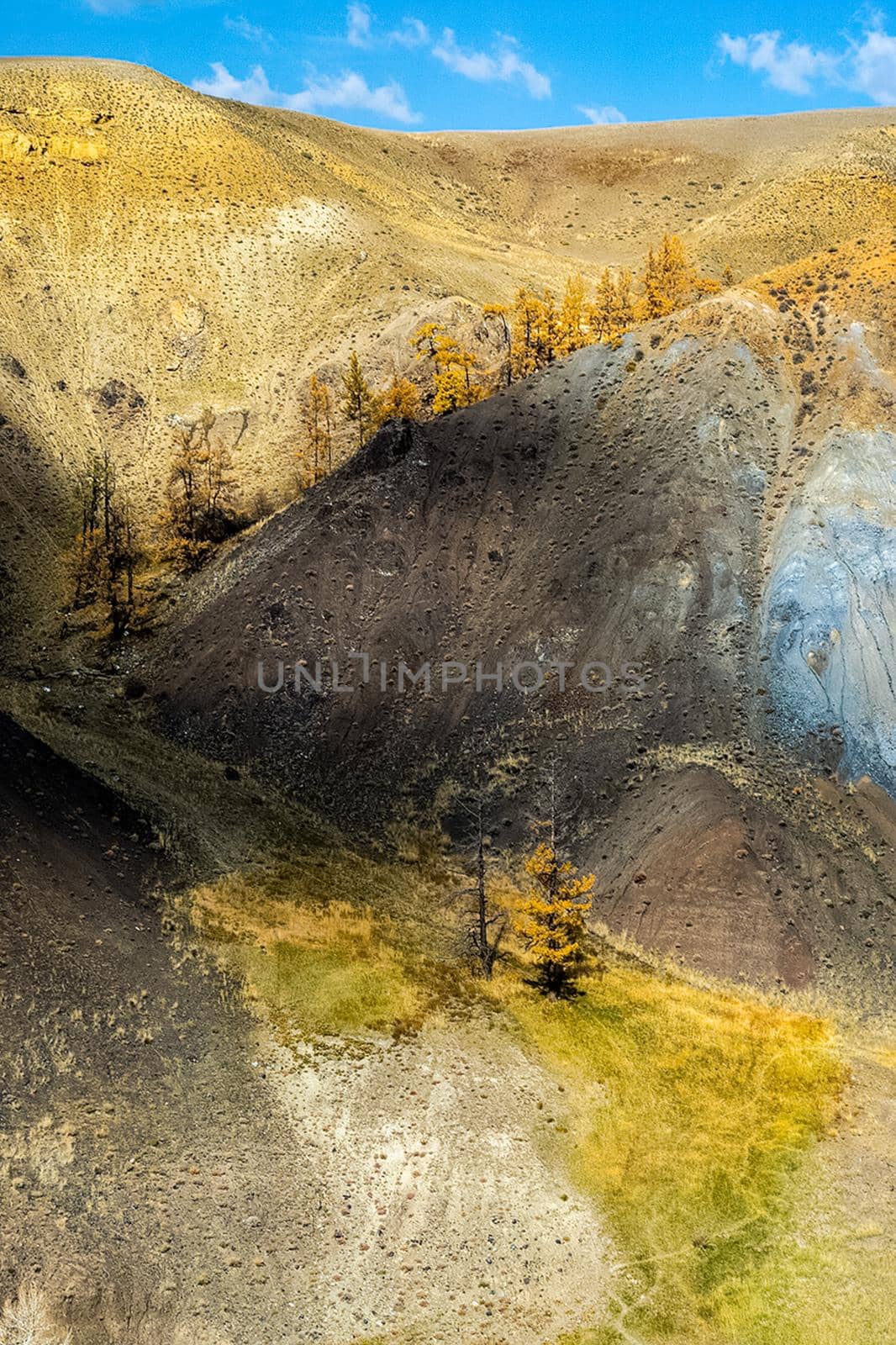 Colorful hills on the altai. Two lonely trees on mountain. by DePo