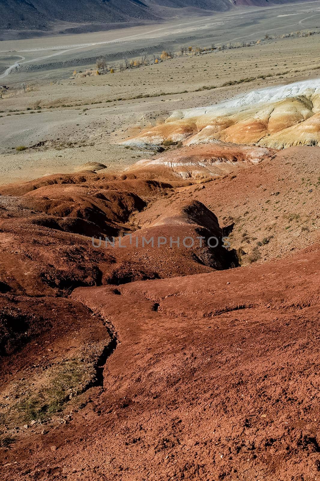 Colorful hills on the altai. Two lonely trees on the mountain.