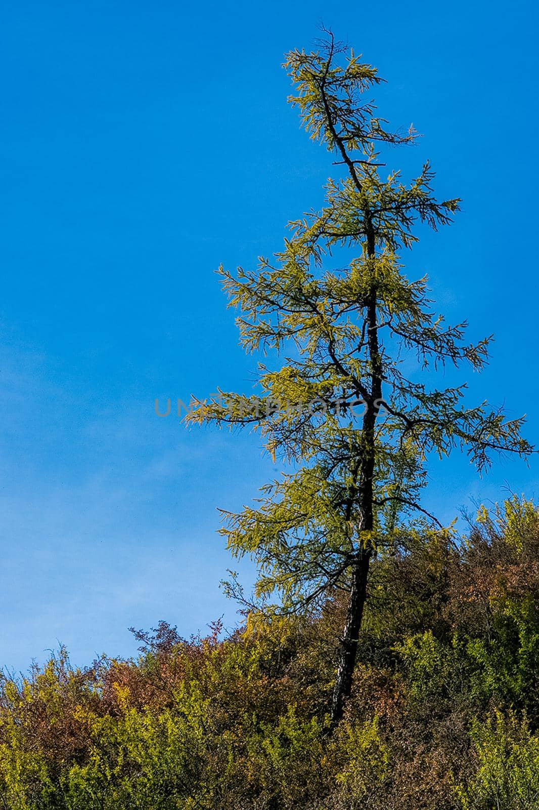 Coniferous trees in Altai Mountains. Landscape of forests and mountains. by DePo