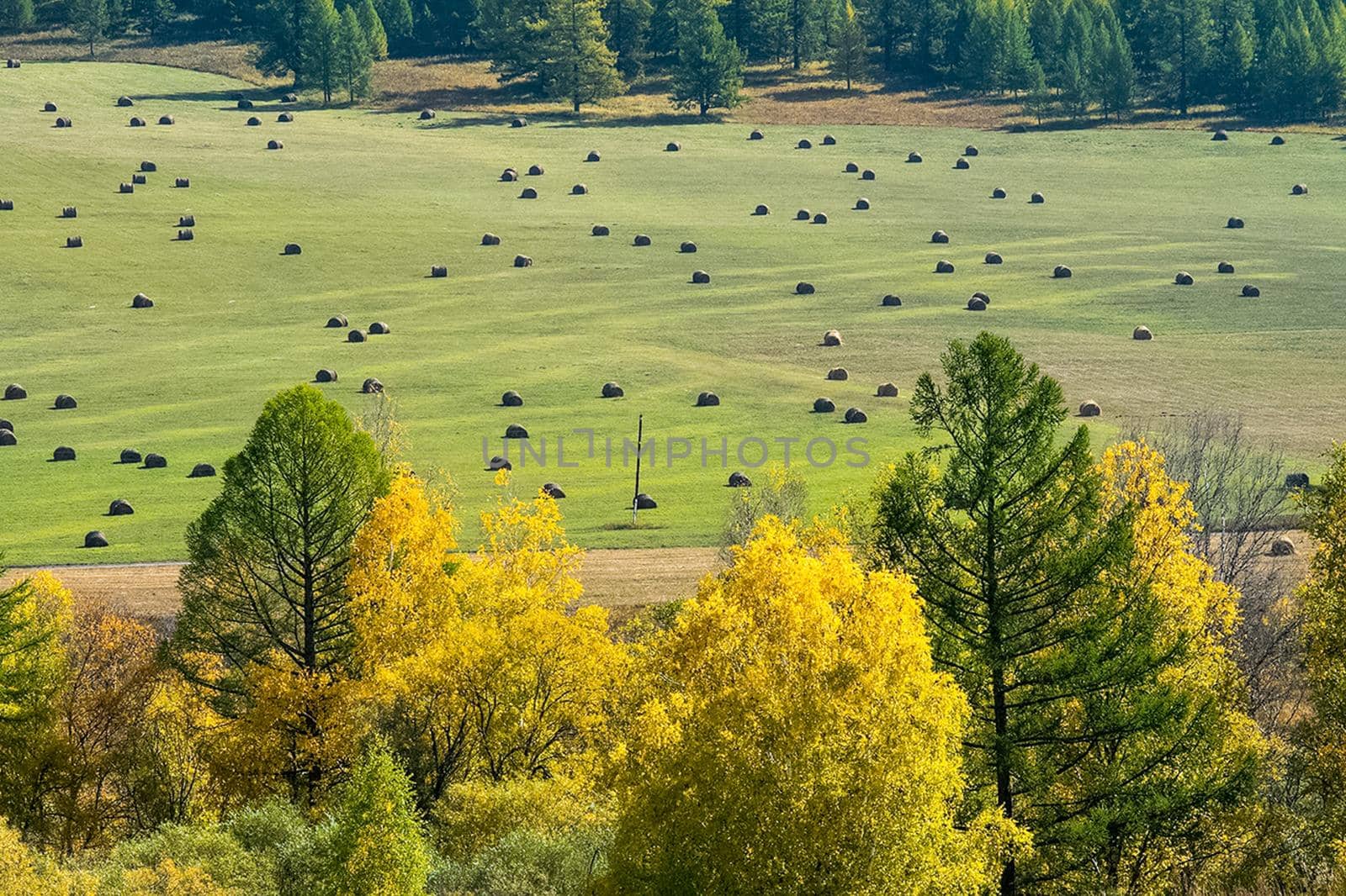 Coniferous trees in the Altai Mountains. Landscape of forests and mountains.