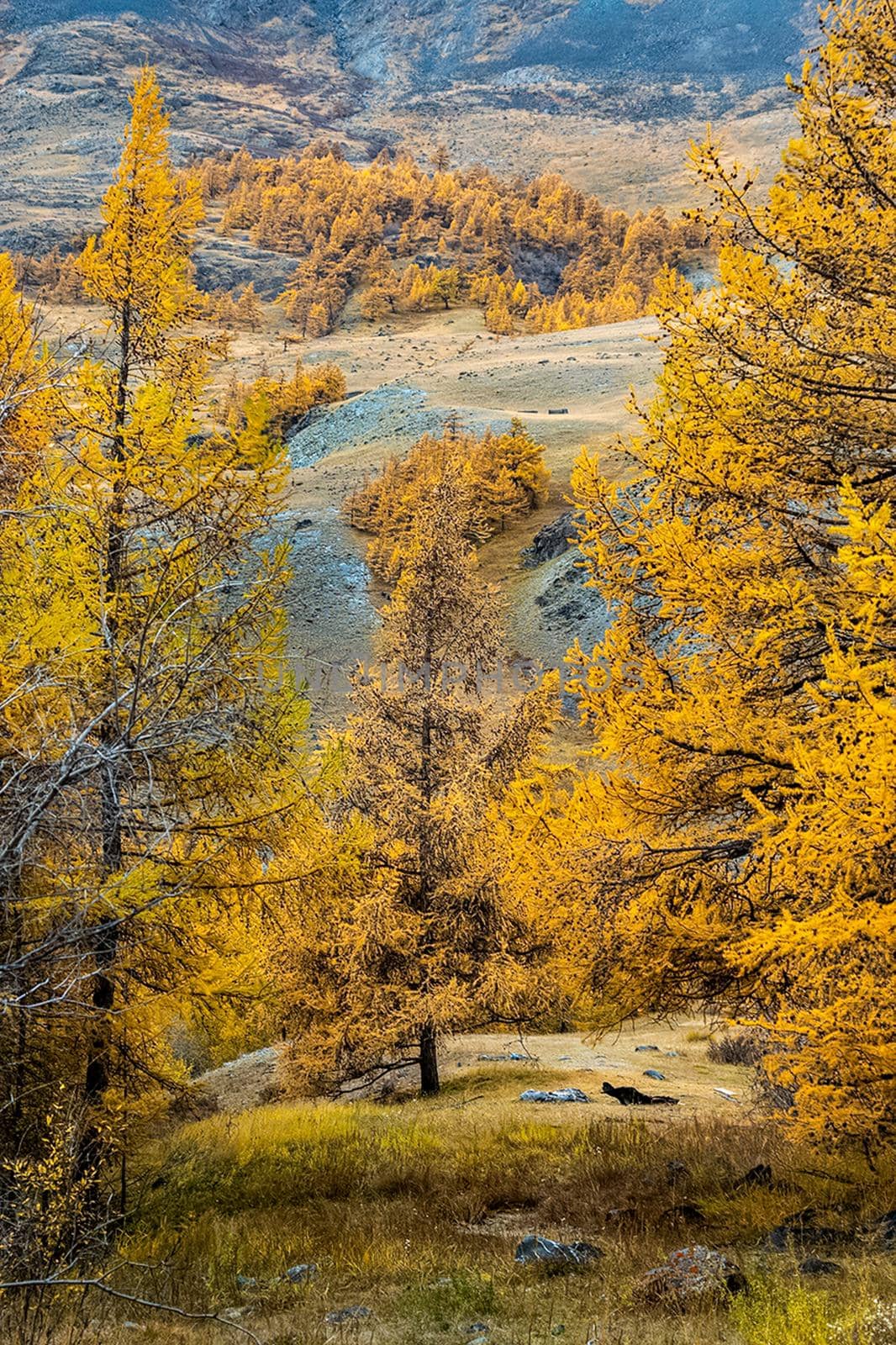 Coniferous trees in Altai Mountains. Landscape of forests and mountains. by DePo