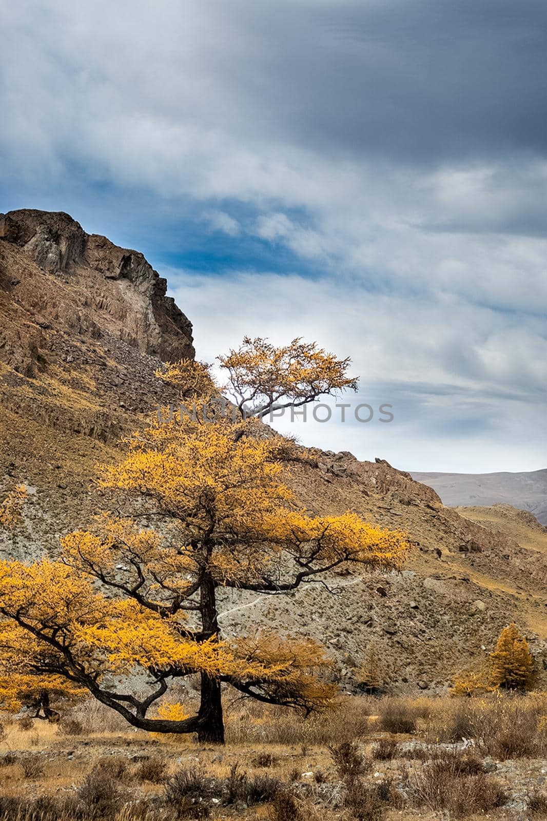 Coniferous trees in Altai Mountains. Landscape of forests and mountains. by DePo