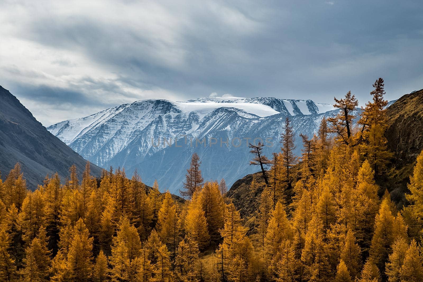 Coniferous trees in the Altai Mountains. Landscape of forests and mountains.