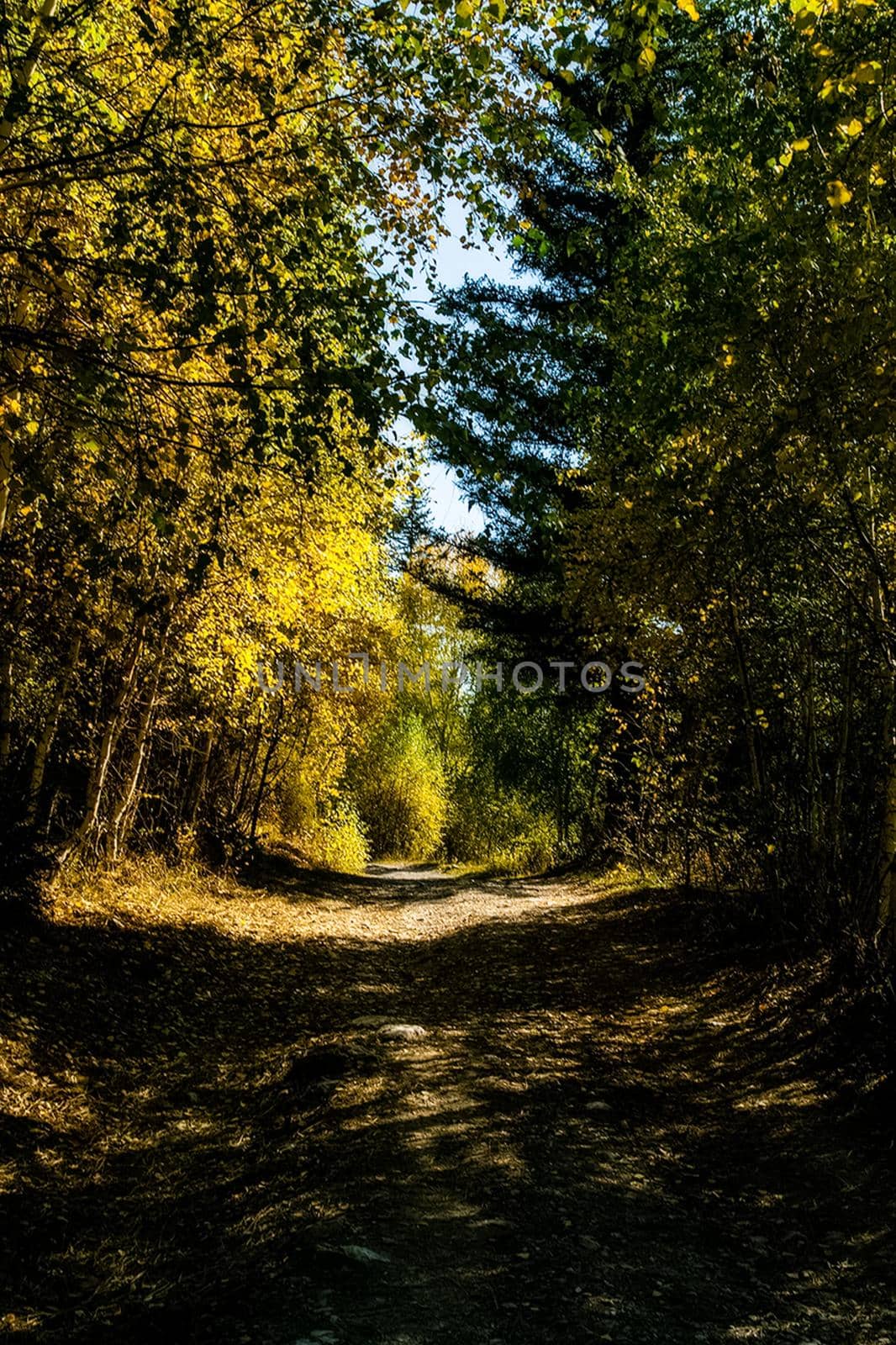 Coniferous trees in the Altai Mountains. Landscape of forests and mountains.