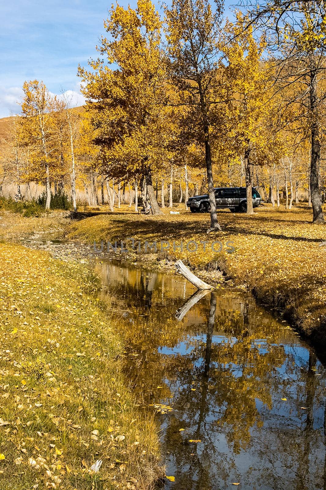 Golden autumn in the forests of the Altai. Yellow trees in autumn near the reservoir.