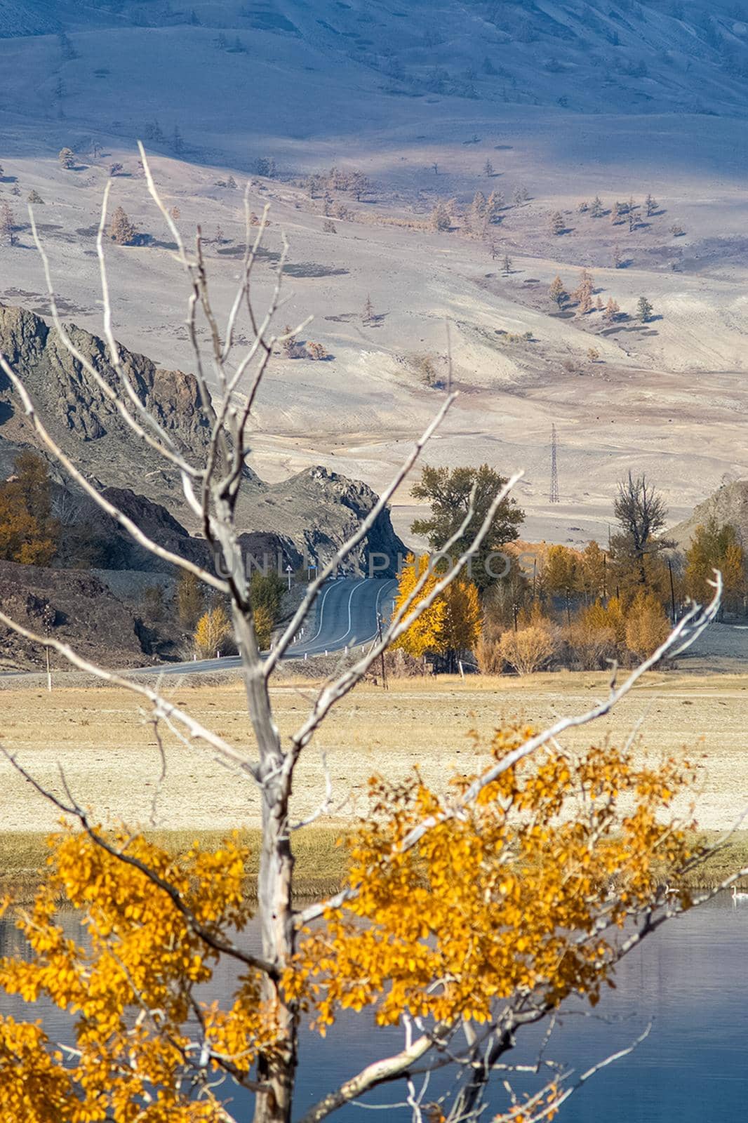 Golden autumn in the forests of the Altai. Yellow trees in autumn near the reservoir.