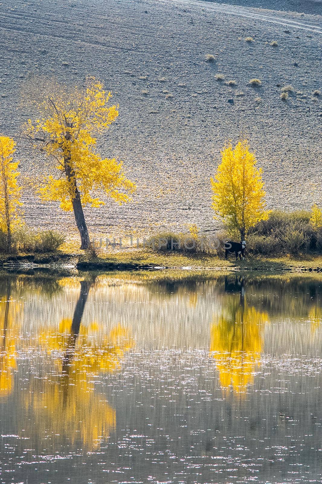 Golden autumn in forests of the Altai. Yellow trees in autumn near the reservoir. by DePo