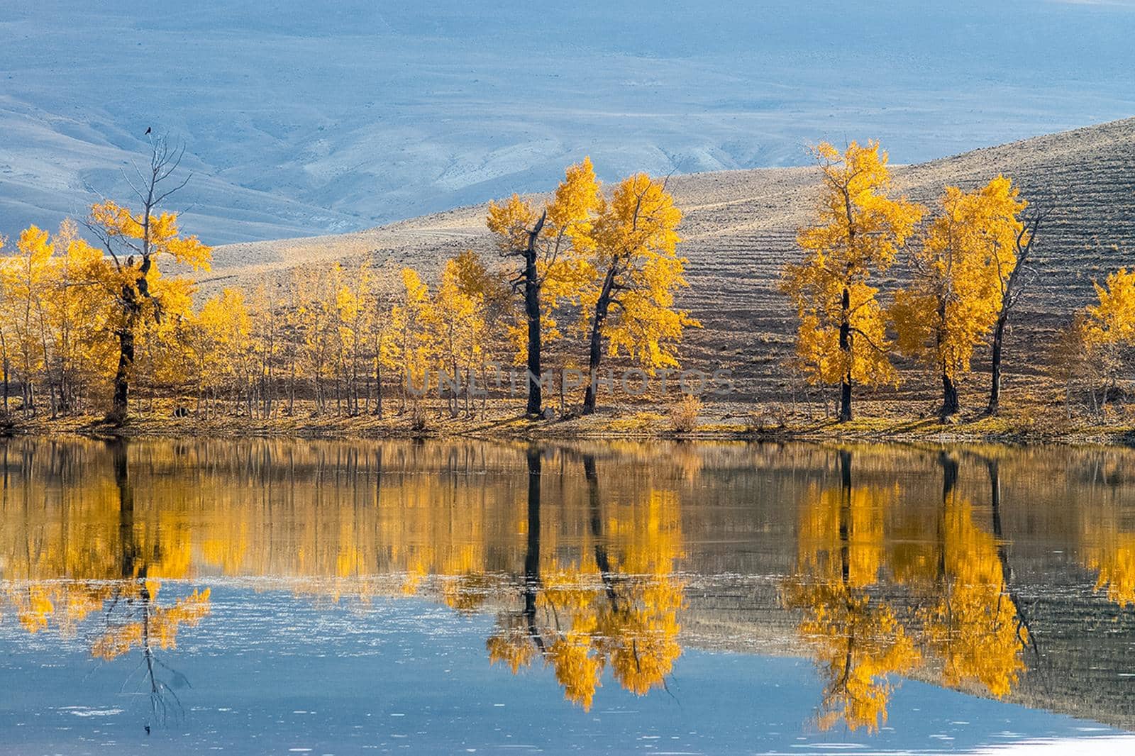 Golden autumn in the forests of the Altai. Yellow trees in autumn near the reservoir.