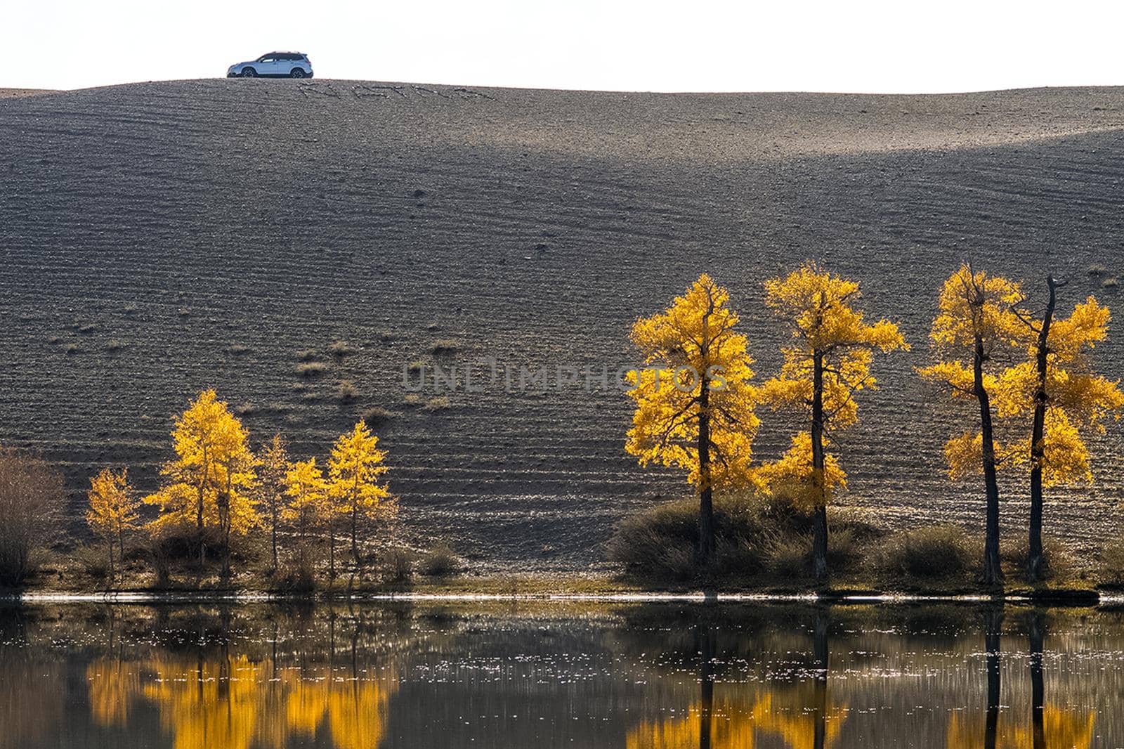 Golden autumn in forests of the Altai. Yellow trees in autumn near the reservoir. by DePo